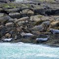 Plage Traigh Hamara ou plage des phoques, Barra, Western Isles