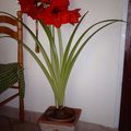 Un bel amaryllis avec son pot réalisé en mosaîque par ma maman