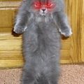 Un chat qui voit rouge...