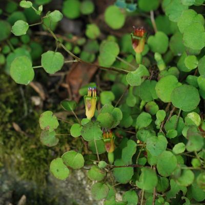 Fuchsia Procumbens