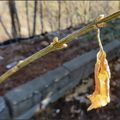 Bourgeons de forsythia....