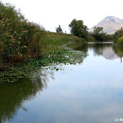 Lac de Skadar , Monténégro