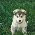 chiot Malamute d'Alaska, ISATIS