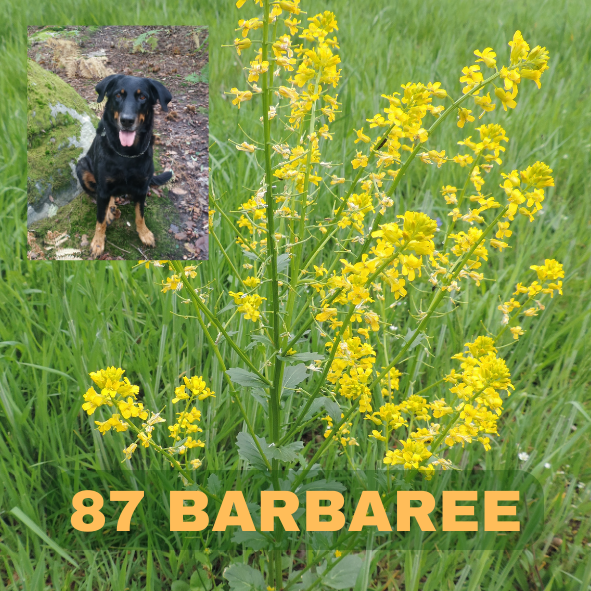 BARBAREE, Barbarea, famille des Brassicacées, Yellow Rocket, La petite Musique dans la Forêt