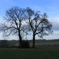 Les arbres remarquables - un patrimoine naturel à protéger 