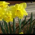 les Jonquilles à Geogeo