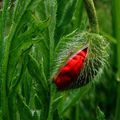 FEUILLES D'HERBES