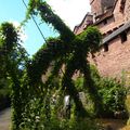 Jardin médiéval du Haut-Koenigsbourg