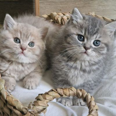 Chatons de Sissi et Maori