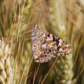 Papillon des champs