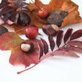 Autumn collectables