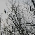 Arbre à cormorans - ribl ar stêr Aon