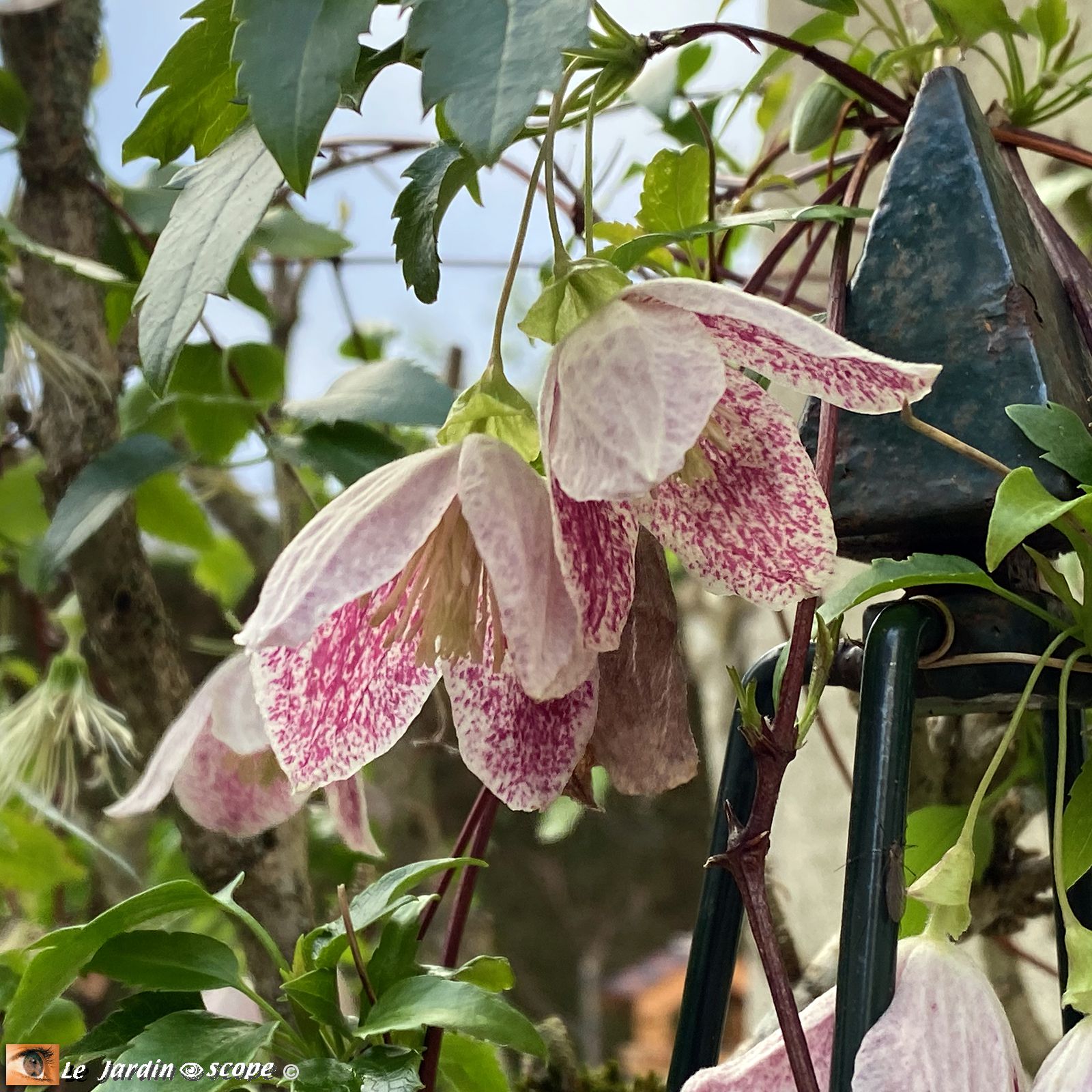 Clematis cirrhosa 'Freckles'