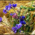 CARMEN PENNARUN ... Extrait