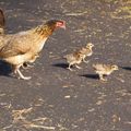 La Maman Poule de Fred Kipik, 38e inscrite