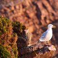 GOELAND ARGENTE