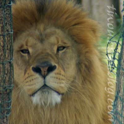 Lassitude de l'emprisonnement.