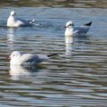 Oiseaux d'hiver - 4