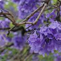 Jacaranda mimosifolia