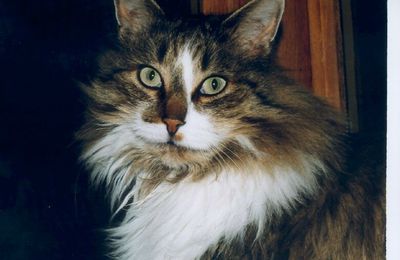 le maine coon