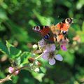 Papillon frivole