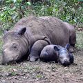 INDONESIE - Naissance "miraculeuse" d'un Rhinocéros de Sumatra dans le Parc National de Way Kambas