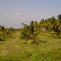 FERME de TOUTTIPAKAM