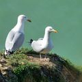 LA MER, LES FALAISES, LES MOUETTES ...