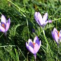 Fleurs des montagnes, fleurs du dimanche