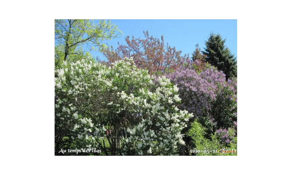 Quand les lilas...