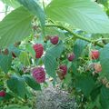 26 SEPTEMBRE - des framboises toute l'année