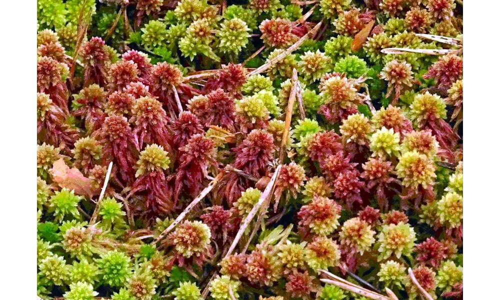 Compte-rendu de sortie du 30 avril 2022 : Découverte de la Nature en forêt de Fontainebleau (Les Couleuvreux)