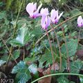 Cyclamen de Naples