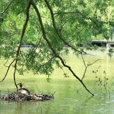 Grèbe huppé incubation des oeufs sur son nid.