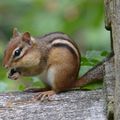 Chipmunk