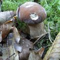 Les premiers cepes de l'automne 2014!! (entre autres choses)