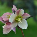 L'hellébore, une belle fleur d'hiver