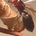 Crematogaster scutellaris