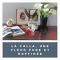 N’est-elle pas rustique et raffinée la merveilleuse Calla ?