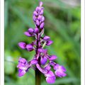 Orchis mascula ...