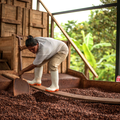 Actualités - Nouveaux circuits : du cacao en agroforesterie