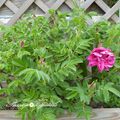 ROSIER RUGOSA EXCEPTION