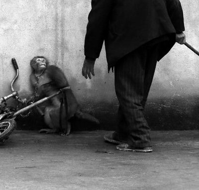 Concours photo world press 2015 catégorie nature