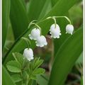 Le temps du muguet