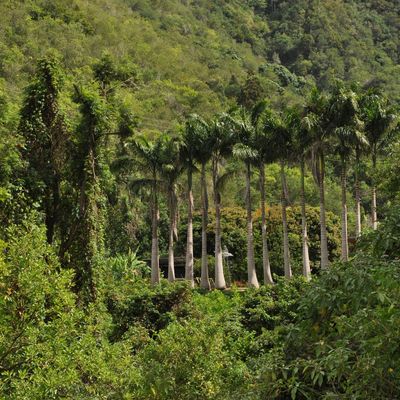 Le sentier Cheval (La Réunion)