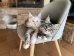 chatterie des gousses de vanille