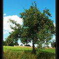 Un arbre bien chargé ...Maurice.