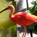 Aimez-vous les beaux oiseaux ? L'Ibis rouge par exemple...