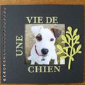 Mini chien 1