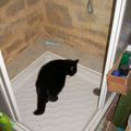 les chats dans la douche